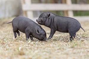 How Big Do Teacup Pigs Get Size Growth Chart Pet Keen