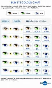 Baby Hair Color Predictor Colors Best Eye Color Chart Genetics Eye