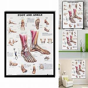 Buy Human Body Chart Anatomy Foot And Ankle Anatomical Chart Human Body