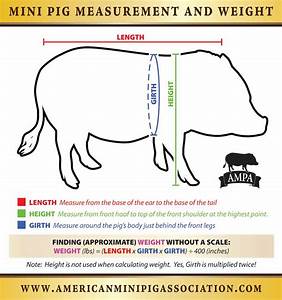 Measuring Your Mini Pigs For Registration