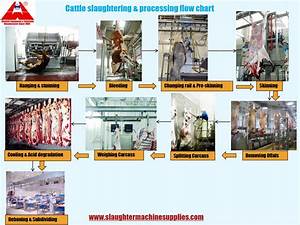 the most comprehensive detailed cattle cow abattoir slaughter