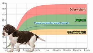 English Springer Spaniel Weight Growth Chart 2024 How Heavy Will My