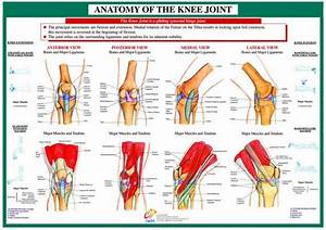 7 Best Anatomy Images On Pinterest Knee Anatomy Of The Body And