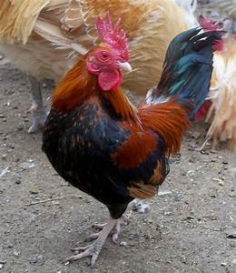 81 Best Images About Game Fowl On Pinterest Old World The