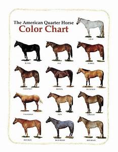 American Quarter Horse Color Chart Acmac Horse Color Chart Quarter