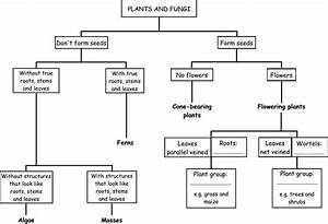 Classification System Chart Figure 3 Plant Classification Png