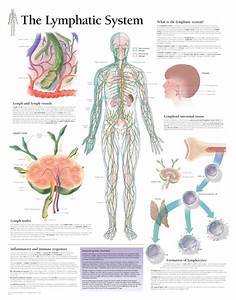 Picture Of Human Lymphatic System Koibana Info Lymphatic System