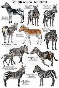 Zebras Of Africa Poster Field Guide Etsy Canada Zebras Animal