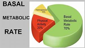 Basal Metabolic Rate Nutrition Biochemistry Youtube