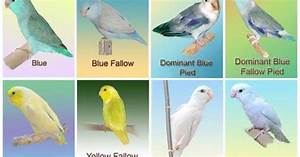 Parrotlet Chart Parrots Pinterest Charts Birds And Budgies