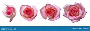 Rose Growth Stages Stock Photo Image Of Arrangement 52782984