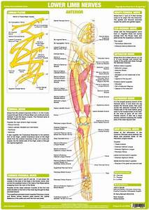 Lower Limb Nerves Posterior Podiacare Ltd