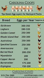 Here S Our Top Dozen Egg Layers For The Backyard Flock Backyard