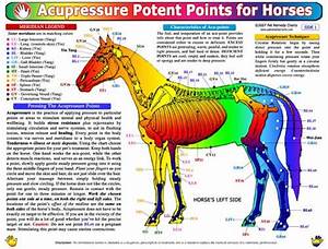 Equine Acupressure Chart Equine Acupressure Treatments Build Stress