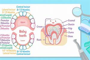 Teeth Eruption Chart What To Expect For Parents
