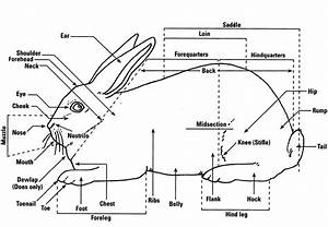 Labeled Parts Of The Rabbit