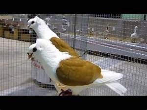 South German Shield Pigeon Yellow Süddeutsche Schildtaube Gelb Youtube