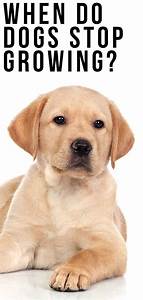 Labrador Puppies Growth Chart Labrador Puppy Growth Chart Uk Dogs