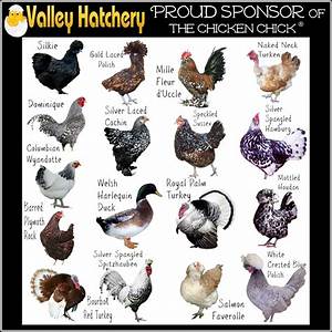 Poultry Breed Chart Hens Quail Pinterest Poultry Breeds