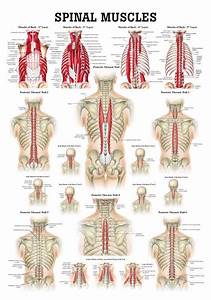 Muscles Of The Spine Laminated Anatomy Chart