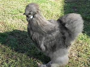 Silkie Color Genetics Chart Page 5 Backyard Chickens Learn How