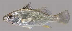 Silver Perch Discover Fishes