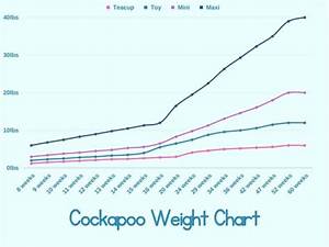 A Comprehensive Cockapoo Size Guide With Growth Charts Animky
