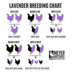 Line Chickens Chicken Breeds Chicken Breeds Chart Raising