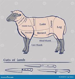 Vector Lamb Cuts Diagram Stock Vector Image 60326576