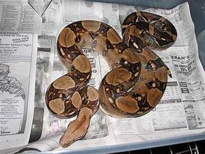 The Joys Of Reptile Keeping And Awesome Reptiles Boas Bcc And Bci
