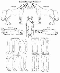 Equine Markings Worksheet By Murasaki99 On Deviantart