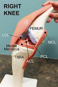 Acl Tears To Fix Or Not To Fix