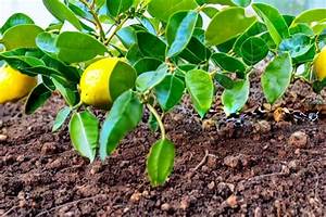 Lemon Tree Growth Stages From Seed A Complete Guide