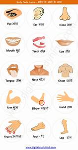 Human Body Parts Name With Picture In Hindi Human Body Parts Name In