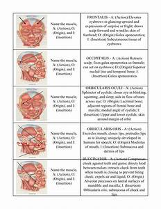 name of muscles anterior muscles abby castlevania