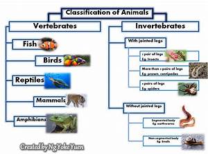 Animal 39 S Classification Of Animals