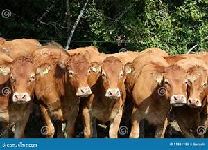 Cattle Line Up Stock Photo Image Of Beef Gentle Brown 11831936