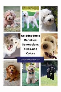Goldendoodle Varieties Generations Sizes And Colors Oh My