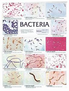 Bacteria Chart Fisher Scientific My Girl