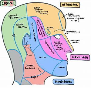 Divisions And Branches Of Trigeminal Nerve Rmacd Com