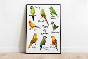 Conure Chart Print Conure Print Tropical Parrot Gift Etsy Uk