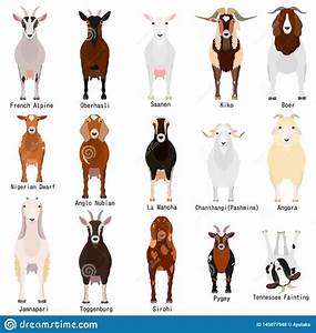 Goats Chart With Breeds Name Stock Vector Illustration Of Collection