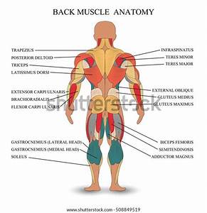 Muscle Chart Back Labeled Anatomy Chart Of Triceps And Back Images