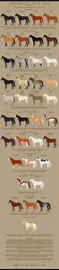 Thoroughbred Color Chart By Prongy Horse Art Thoroughbred Horse