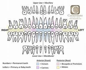 Tooth Chart Or Map Complete 2 Dental Assistant Quotes Dental