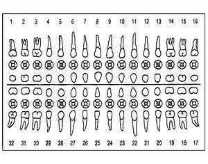 Dental Charting Printable Worksheet