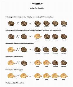 Recessive Gene Ball Python Chart Living Art Reptil Ball Python Morphs