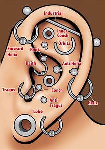 Ohr Piercing Arten Piercing Chart Ear Piercings Chart Ear Peircings