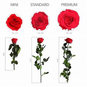 Shop Preserved Roses With Stems Standard Size Roses Verdissimo Usa