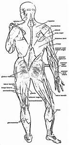 Au 46 Lister Over Free Printable Anatomy Charts Printable Anatomical